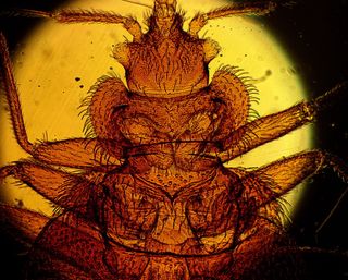 A common bed bug (Cimex lectularius)