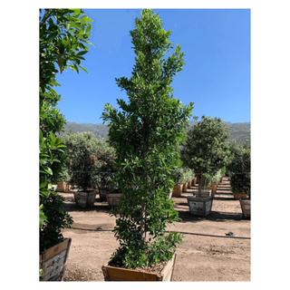 A live ficus nitida plant