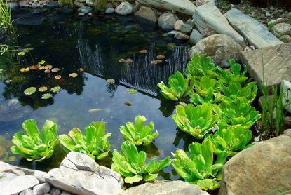 EPA threatens to fine man $75k per day for homemade pond