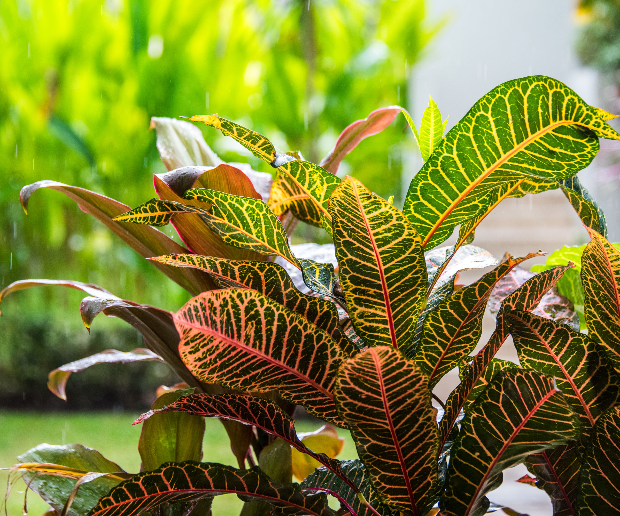 lush croton plant showing multicolored leaves