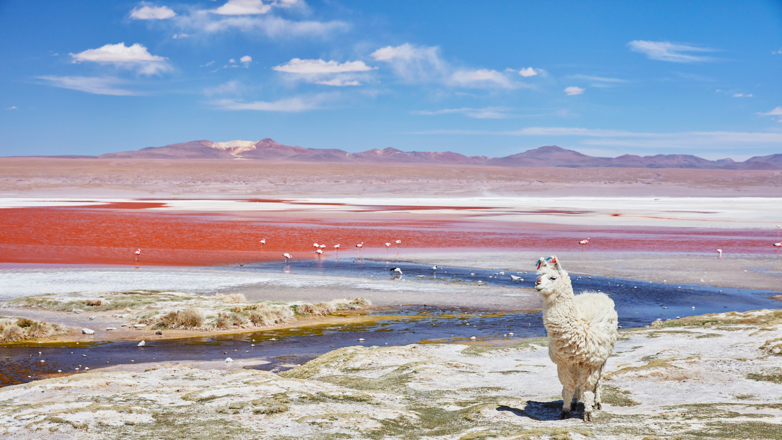 Photo of a llama standing next to the red waters of the lagoon