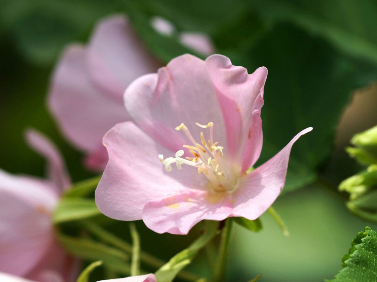 Pink Dombeya Plant