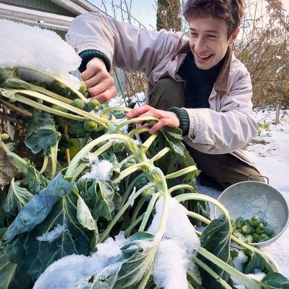 A smiling person picks Brussels sprouts in the snow