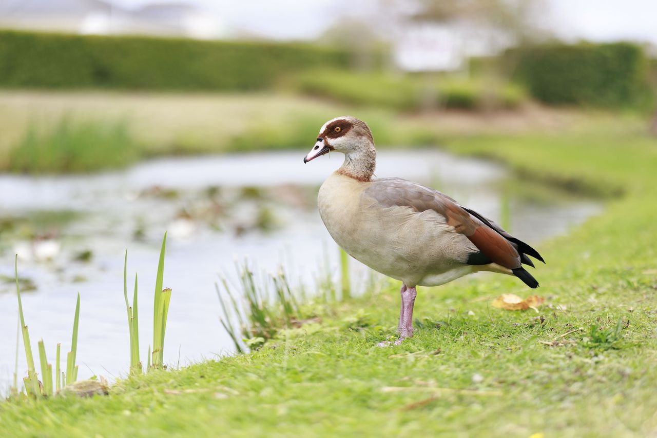 Goose alongside a river on a cloudy day, taken with the Canon RF 85mm F1.4L VCM lens