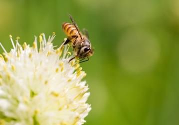 Man lets bees sting his genitals for science