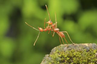ants tango