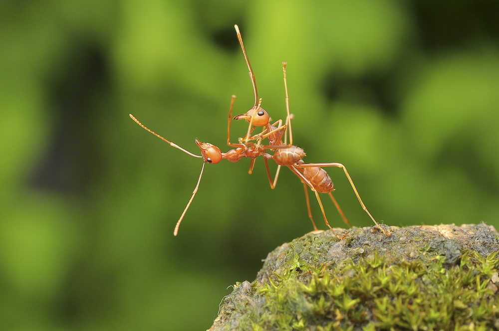 ants tango