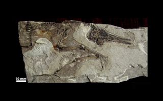 This tiny individual of Ningchengopterus liuae had a wingspan of around 6 inches (20 centimeters). It was probably only a few days old when it drowned in a lake 124 million years ago in what is now Inner Mongolia, China.