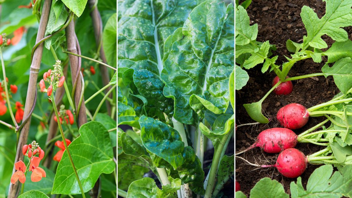 すぐに収穫できるように8月に植えるべき7つの野菜とハーブ