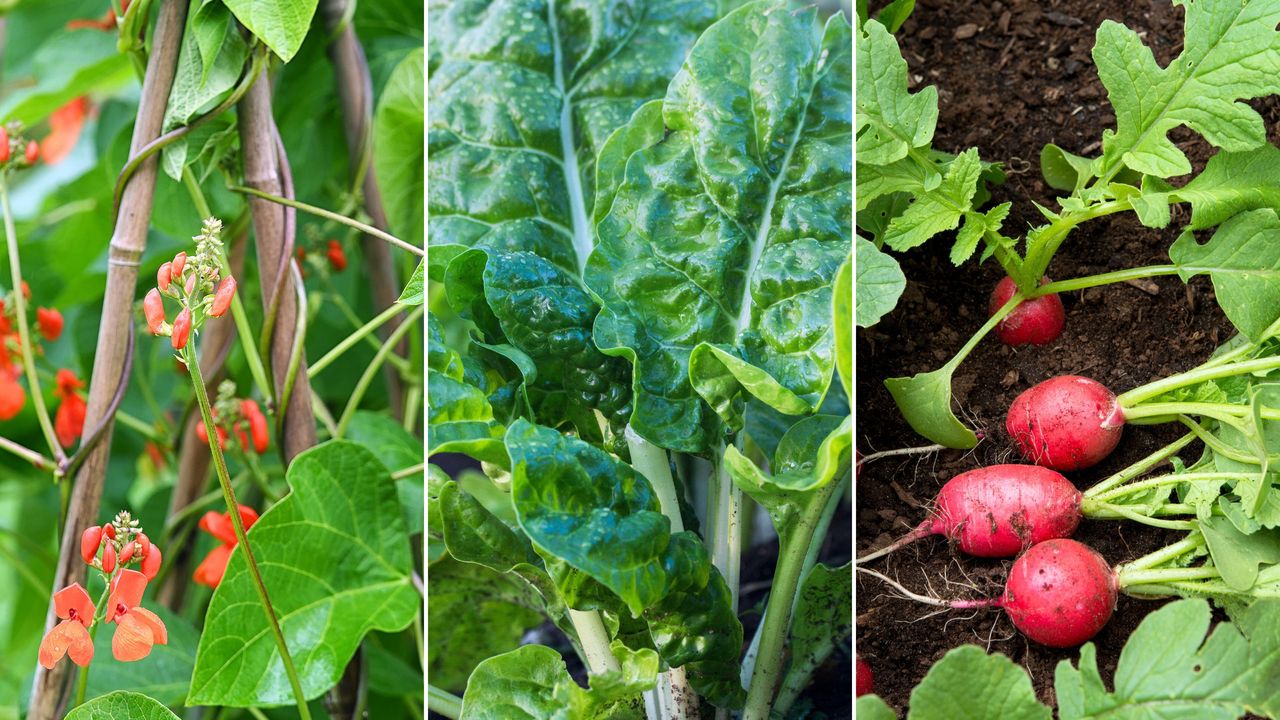 Three pictures of vegetables - a collection of red runner beans on poles, a cluster of green spinach, and four dark pink radishes in soil