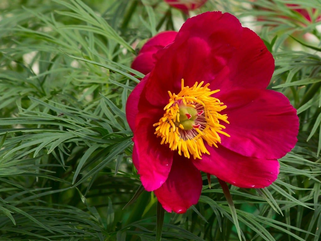 Pink Fernleaf Peony Flower