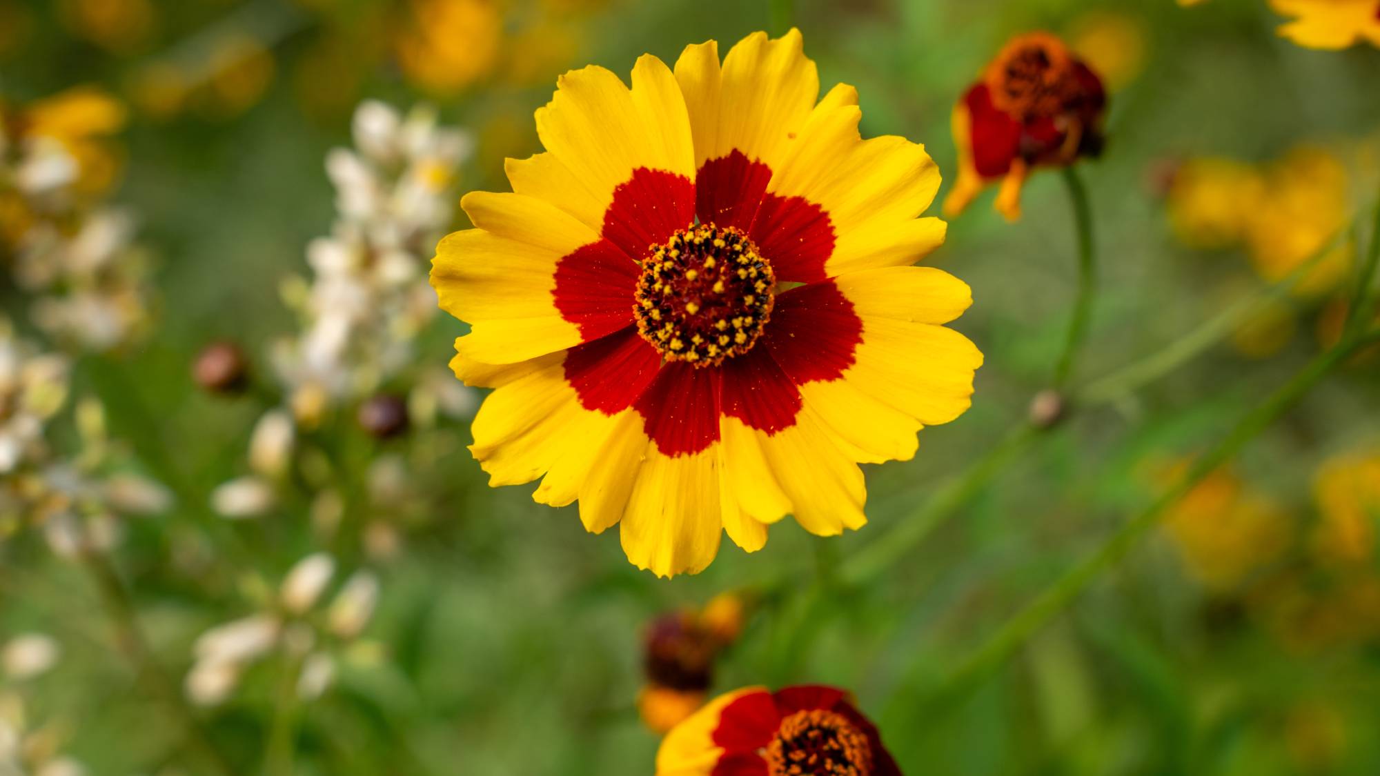 Close up of coreopsis tickseed flower