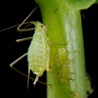 Pea aphids sucking sap from a plant.