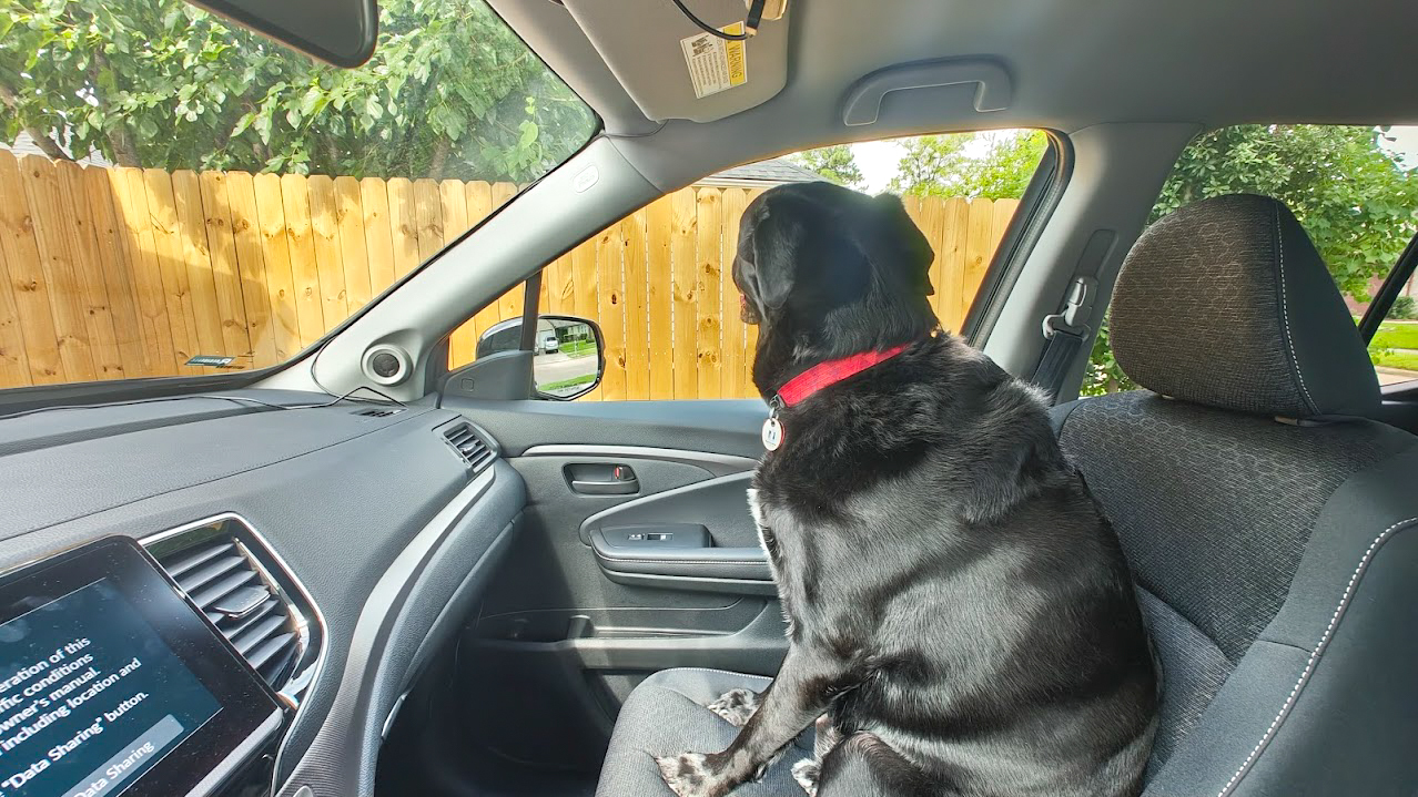 A picture showing a planned dash cam install when a black lab happens to be sitting in the passenger seat