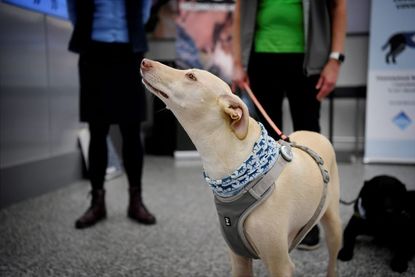 The coronavirus sniffer dog named Kössi looks up at the Helsinki airport in Vantaa, Finland, where it is trained to detect the Covid-19 from the arriving passengers, on September 22, 2020. 