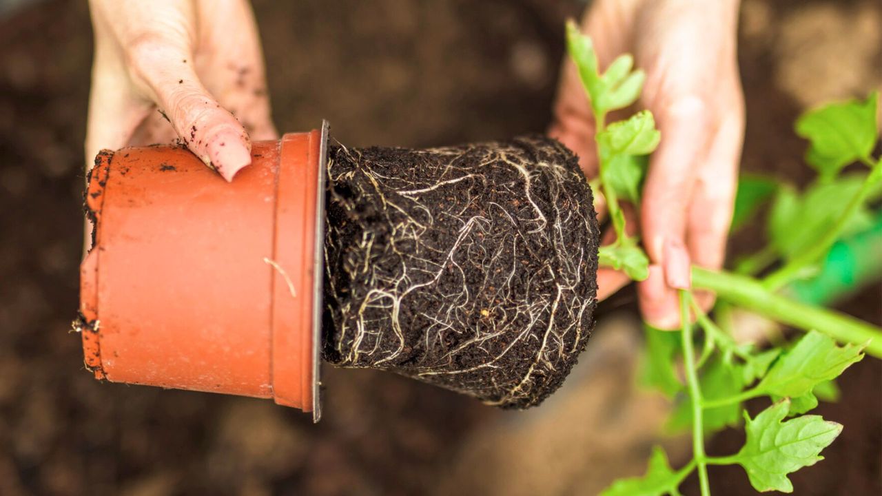 Healthy Root System Of Potted Plant