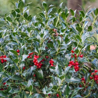 Holly tree with berries