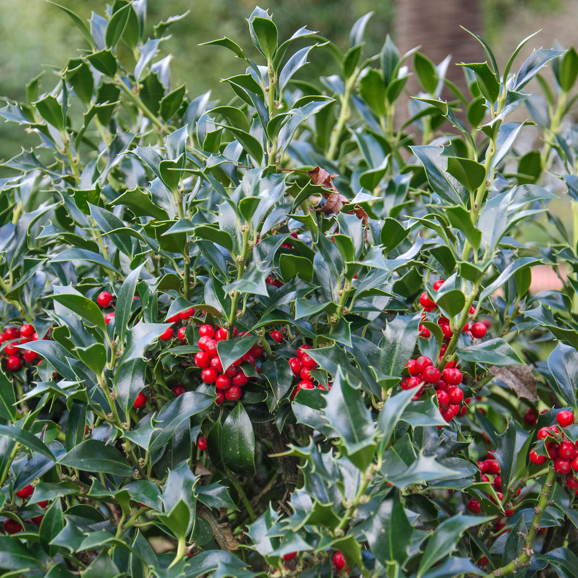 Holly tree with berries