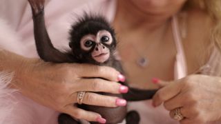 A baby monkey is being held and looking at the camera