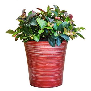 Christmas wintergreen plant in a red and white striped pot