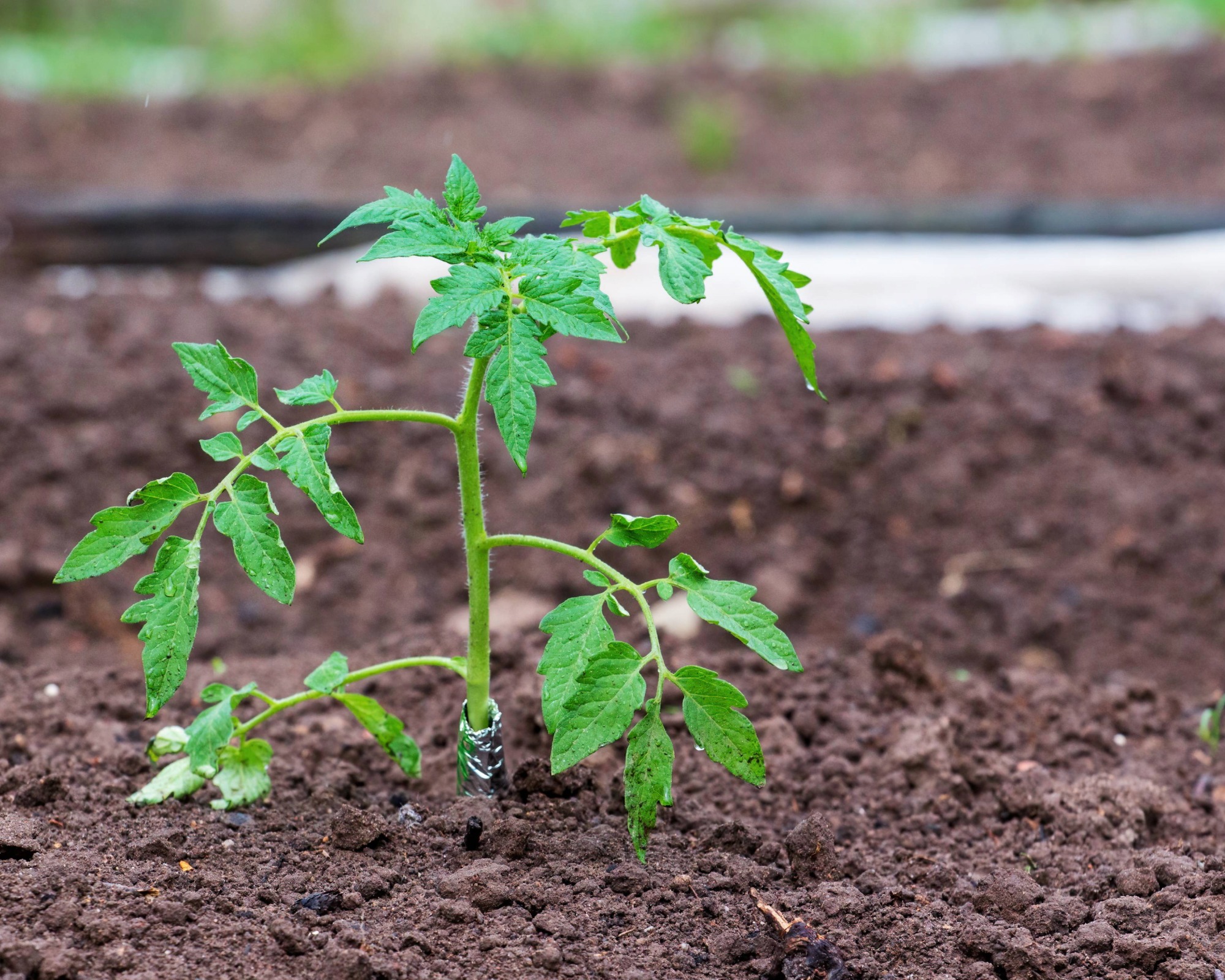 Tin foil wrapped around base of tomato plant stem