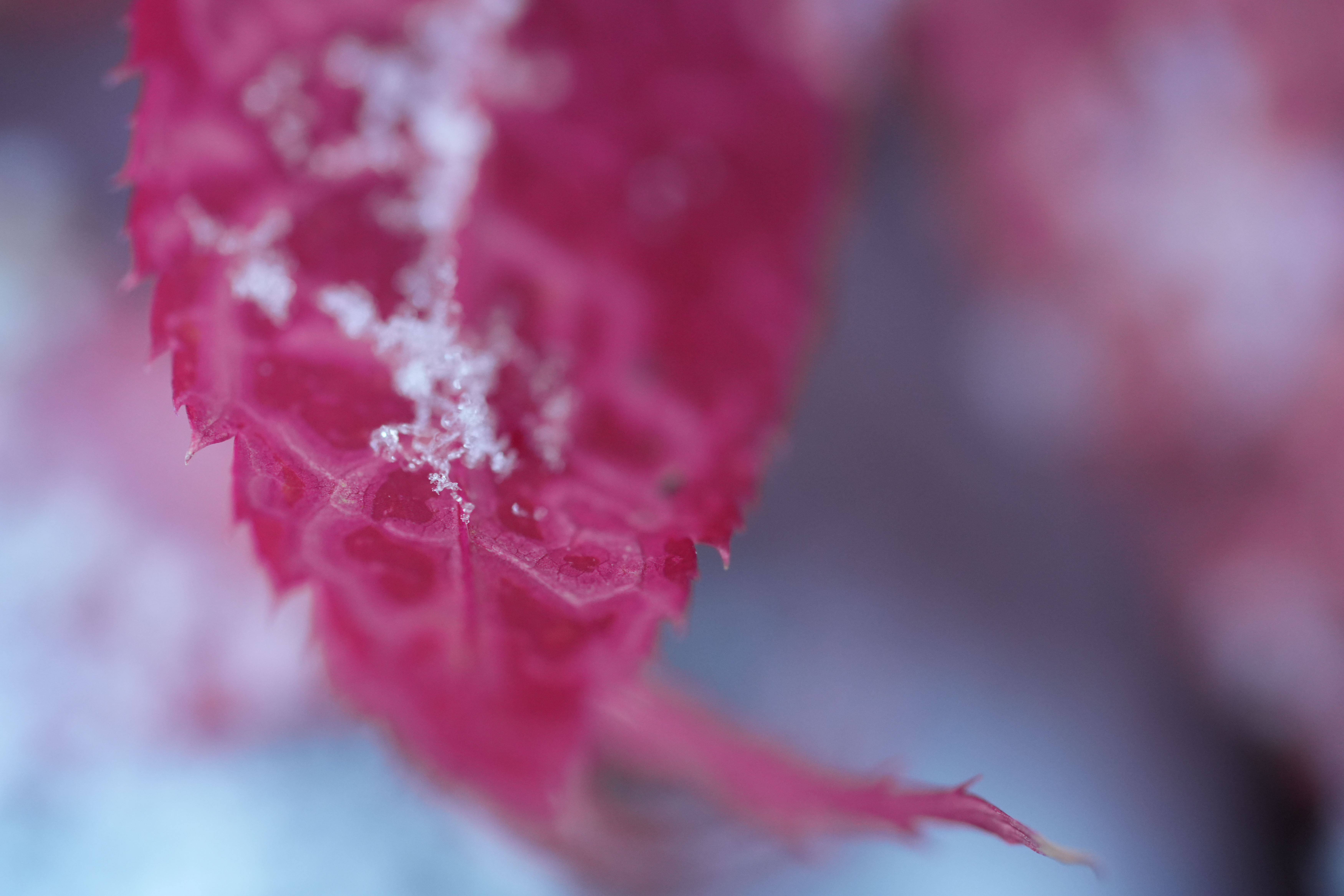 A snowy fall photograph taken with the Sony FE 100mm f/2.8 Macro GM OSS