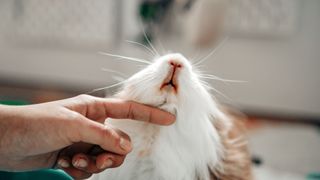 Guinea pig being stroked