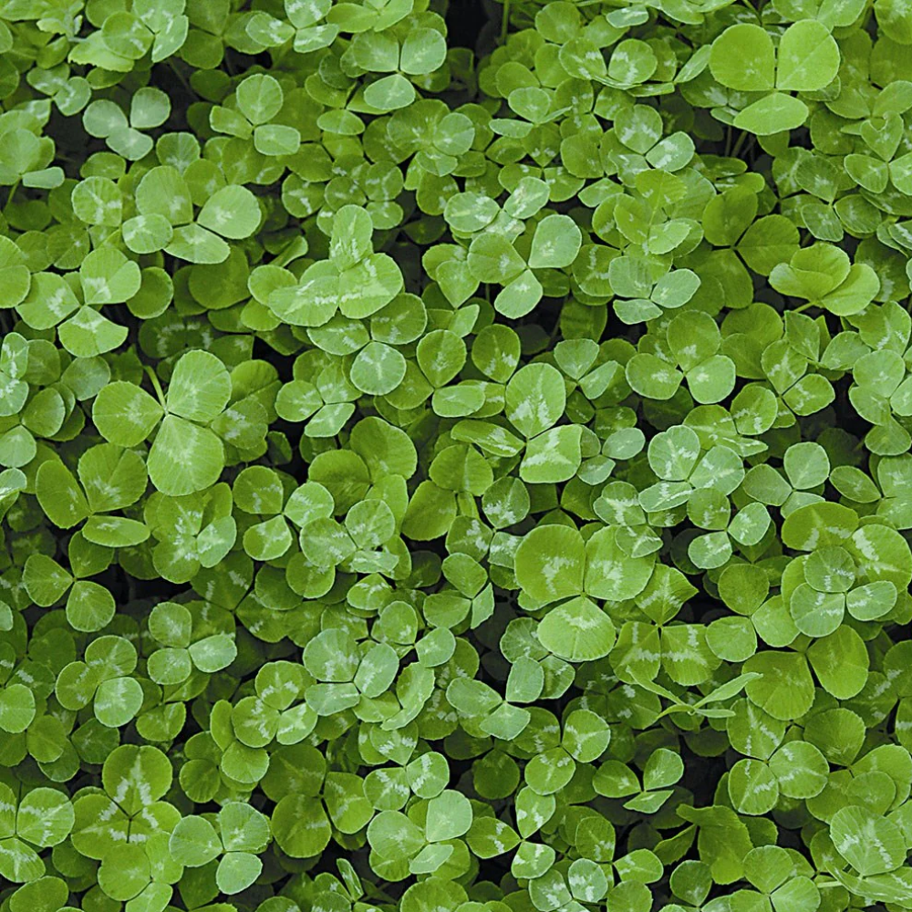 clover close up