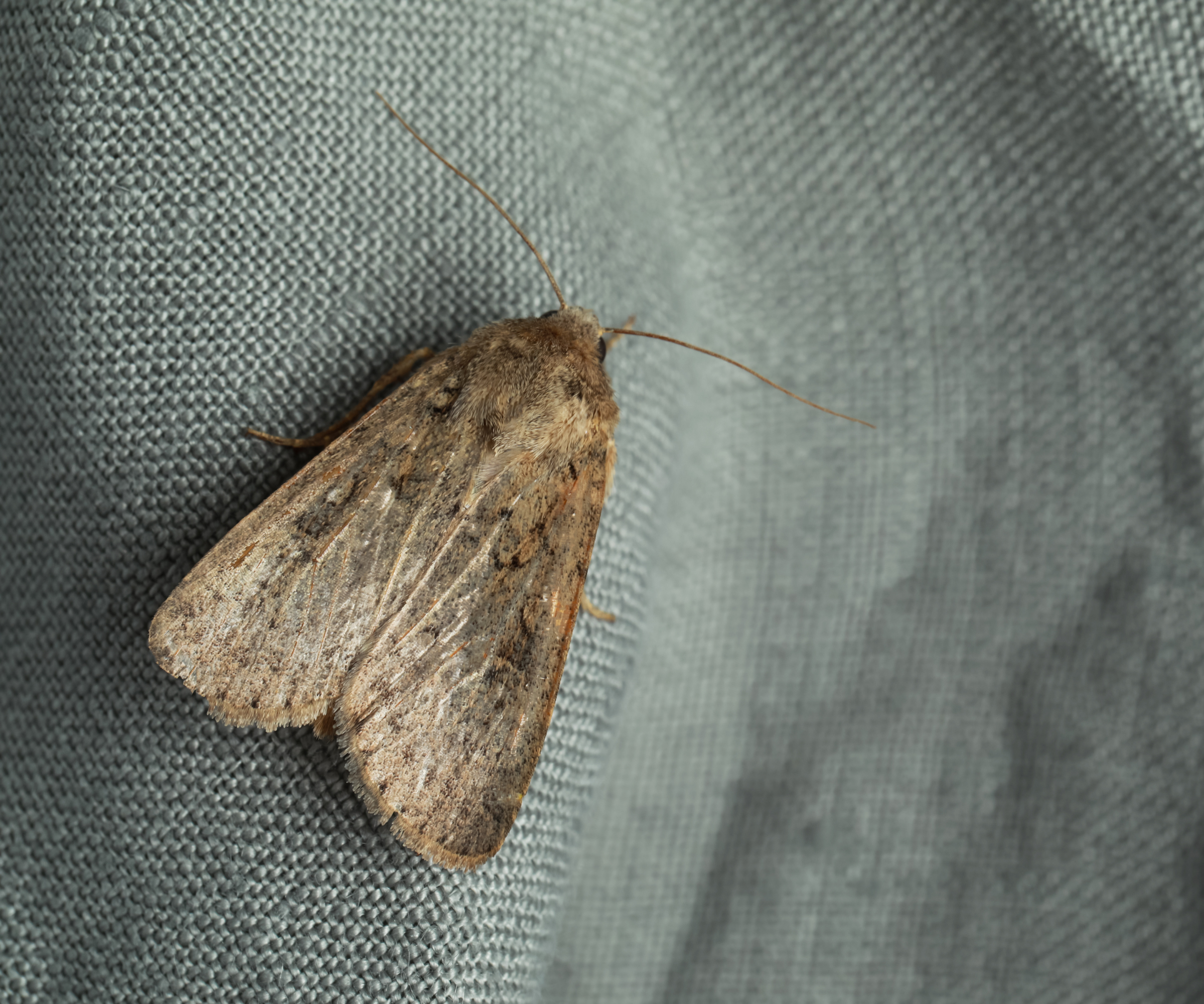 Moth on grey fabric
