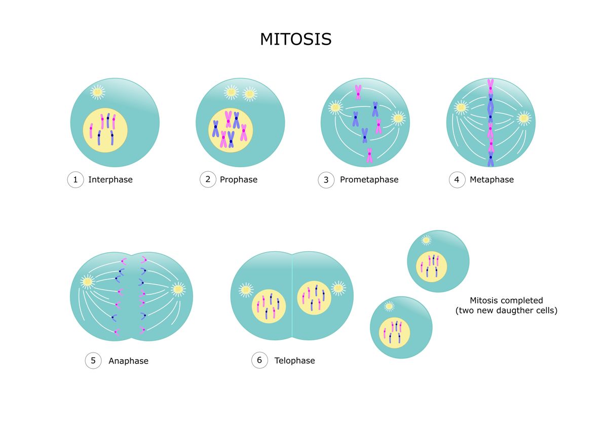 View Steps Of Mitosis Images