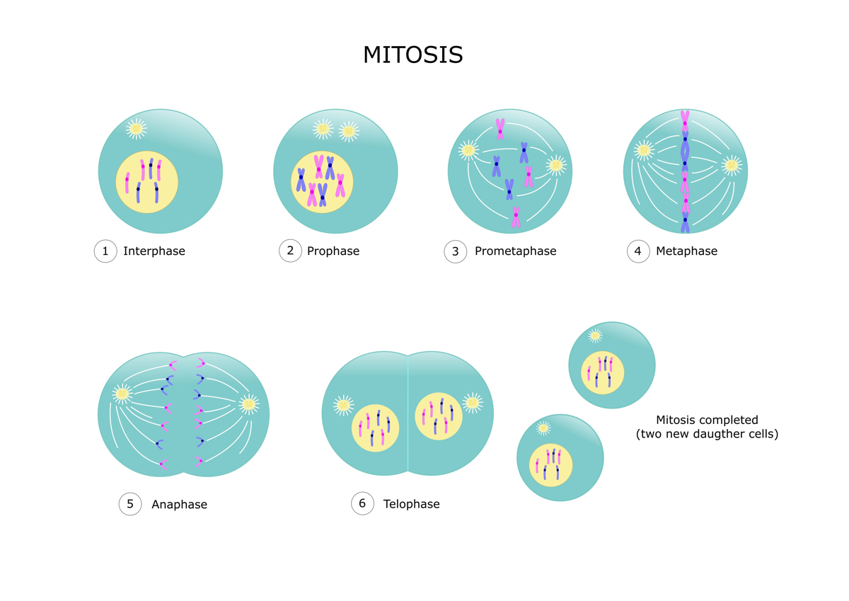 The stages of mitosis