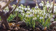 Snowdrops growing