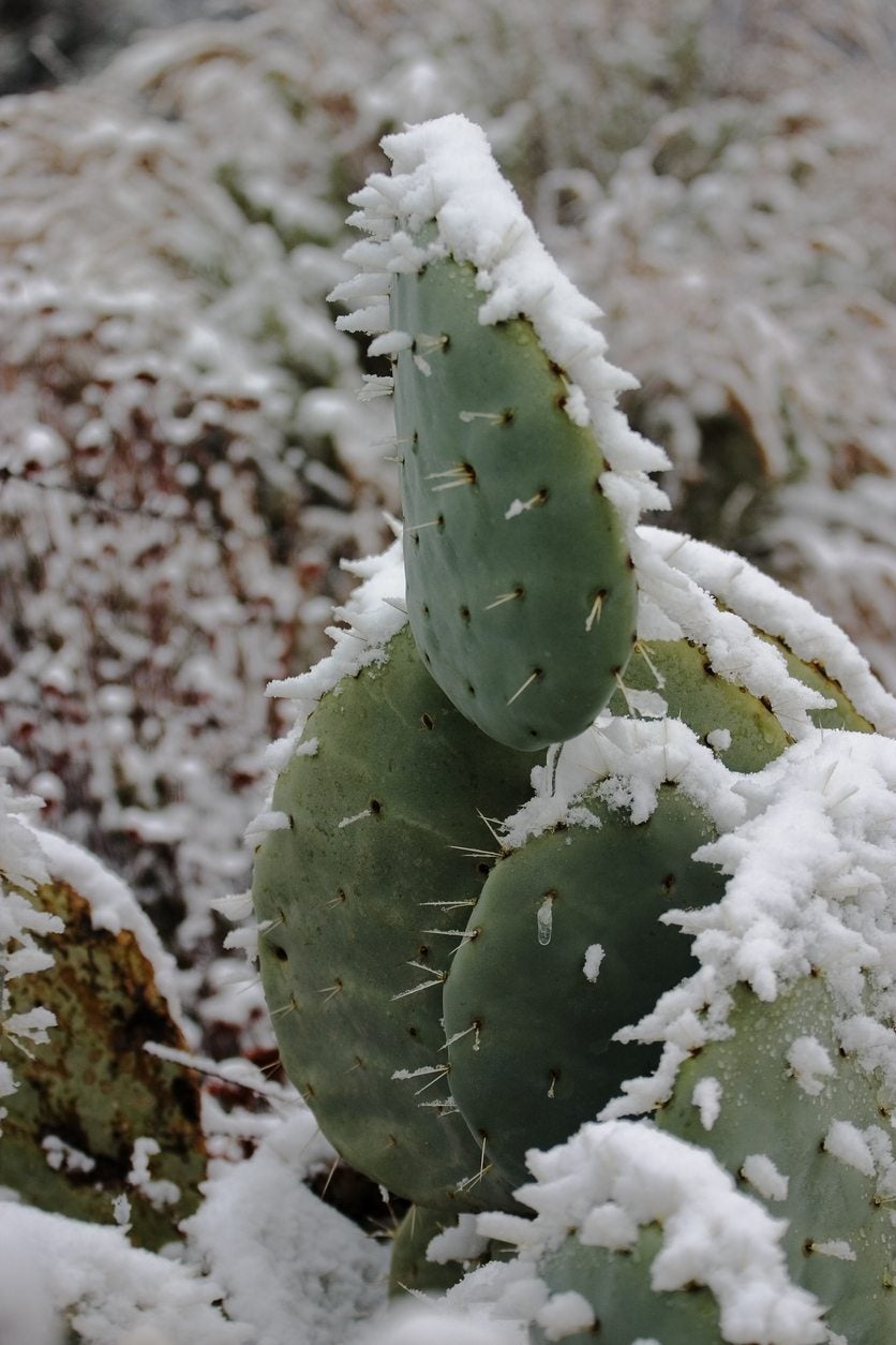 Can You Freeze Nopales?