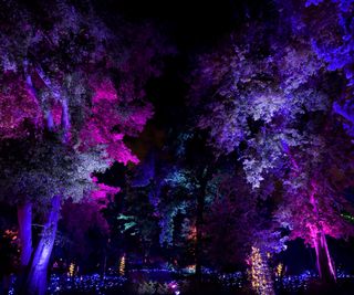 Colorful uplit trees