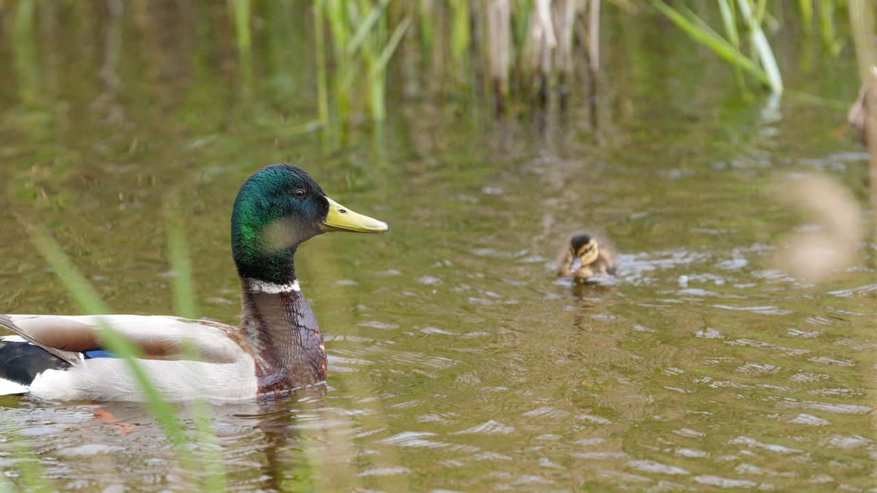 A zoomed-in picture of a family of ducks in a pond. A male duck is in the foreground with a duckling just behind.