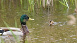A zoomed-in picture of a family of ducks in a pond. A male duck is in the foreground with a duckling just behind.