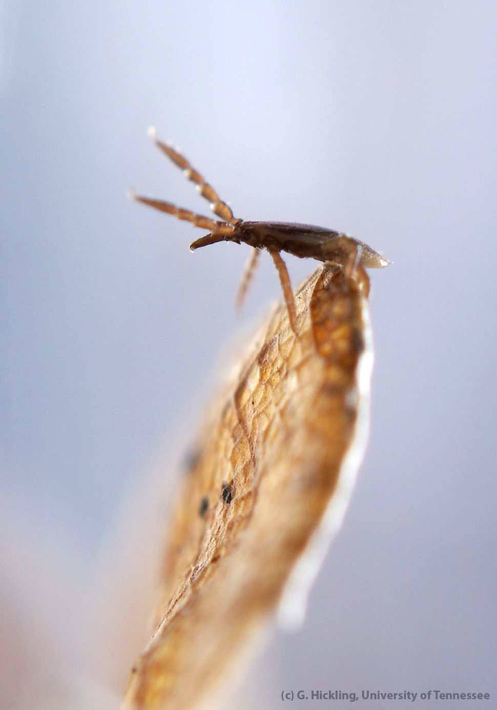 Bloodsuckers! Michigan Ticks and Larvae, In Photos | Live Science