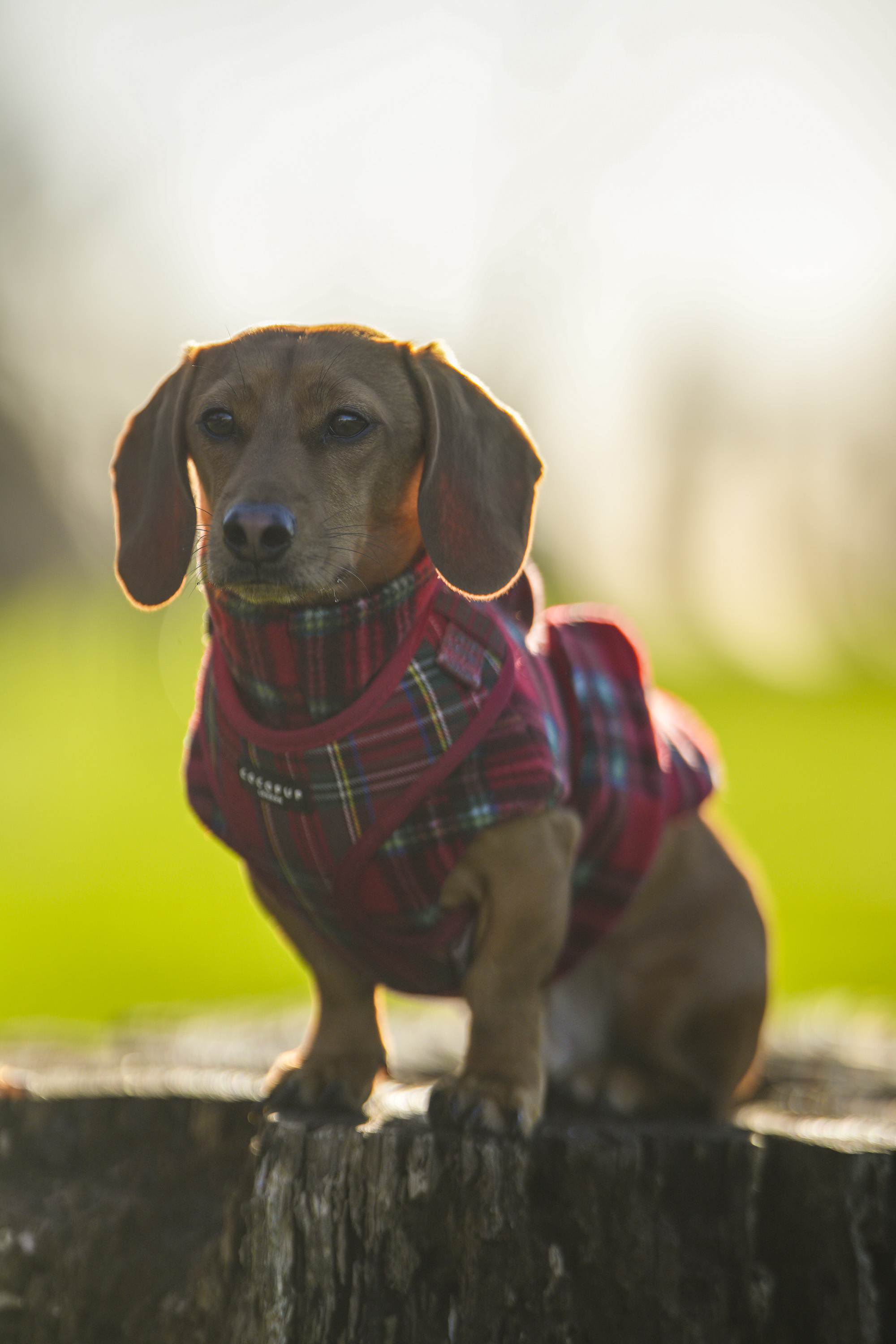Test shots of a sausage dog dachshund with Sigma 135mm f/1.4 DG Art lens on a Sony A7R IV body