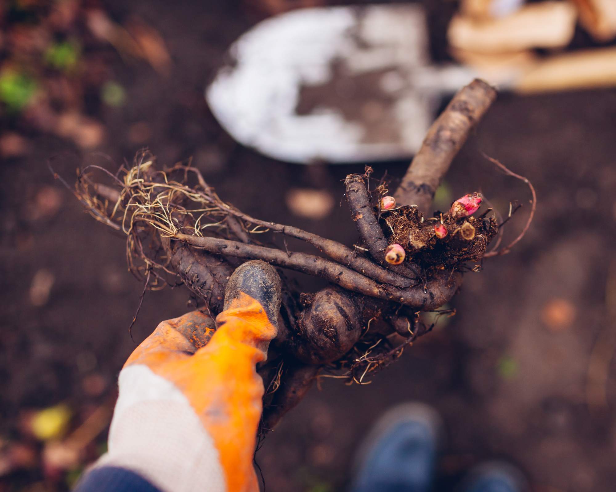 Hand holding peony tuber for transplanting