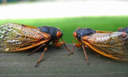 Cicada