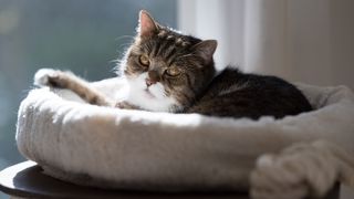 How to choose the right cat bed