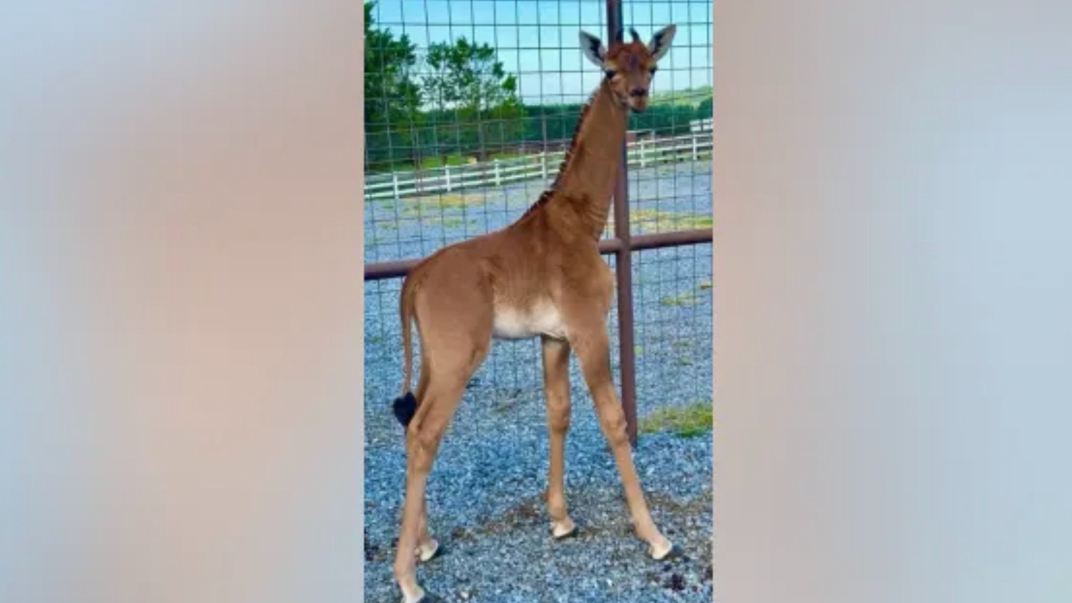 A baby giraffe at a zoo