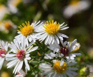 White wood aster in bloom also known as white heath aster