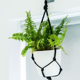 potted plant hanged using black cord