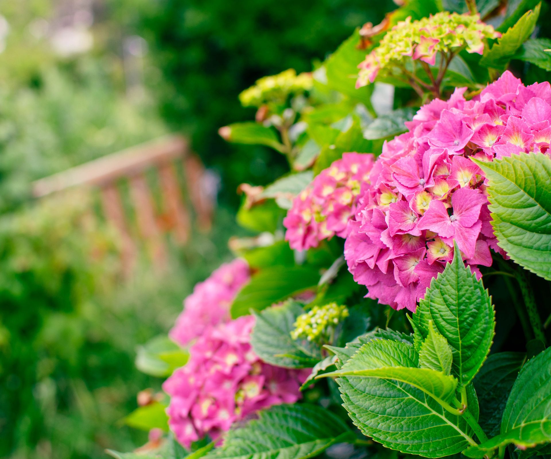 pink hydrangea