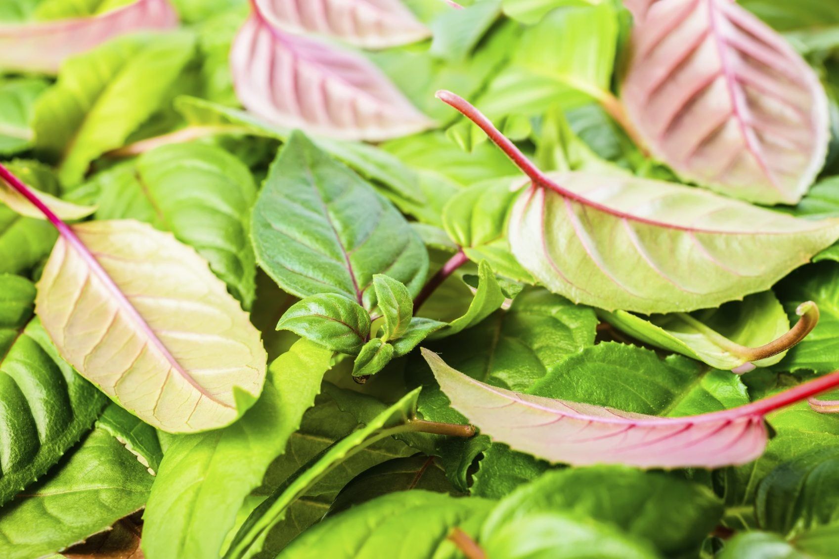 Fuchsia Plant Not Holding Leaves - Reasons My Fuchsia Is Dropping ...