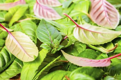 Fallen Fuchsia Leaves