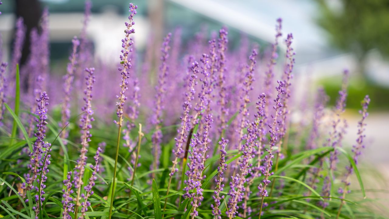 Monkey grass with purple flowers and green foliage