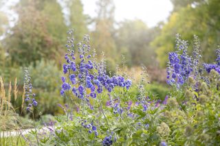 Burpee's tips for growing the perfect cottage garden: delphiniums
