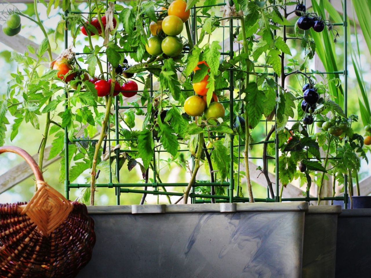 Container Vegetable Gardening